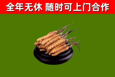 台中回收散虫草